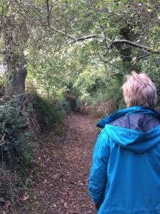 The dogs are there - somewhere